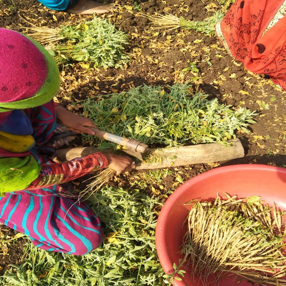 Ashwagandha Extract - Admixture (%): Less Then 1 %