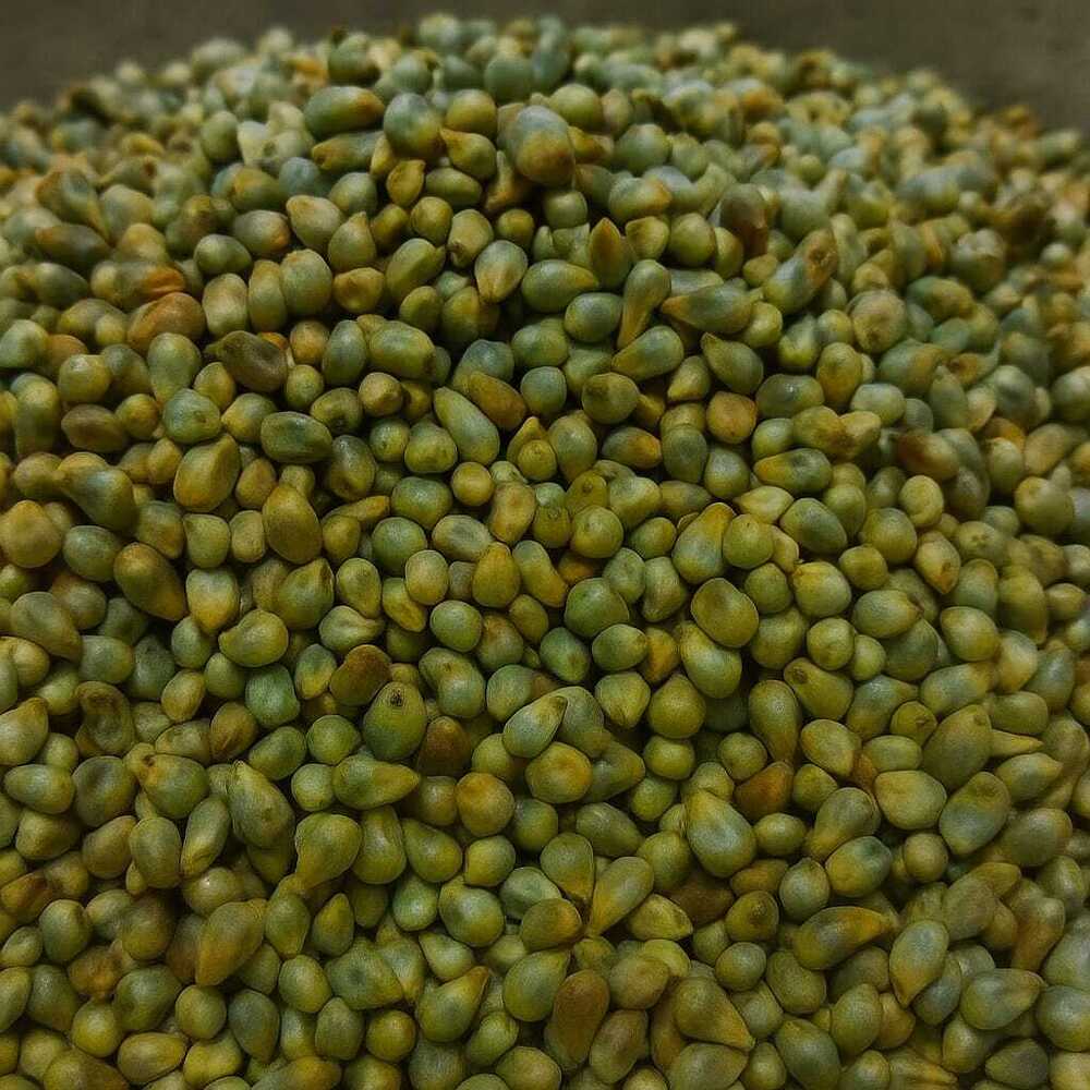pearl millet