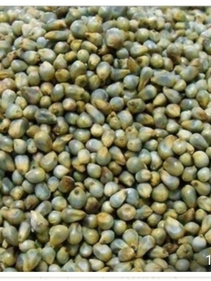 Green Millet (Pearl Millet Seeds) Bajra - Admixture (%): No