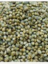 Green millet (pearl millet seeds) Bajra.