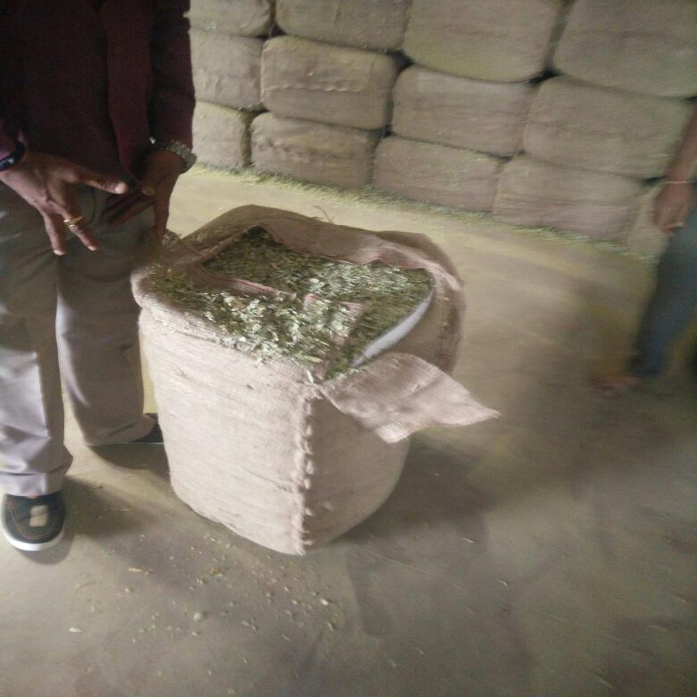 Gymnema Sylvestre Extract 25%