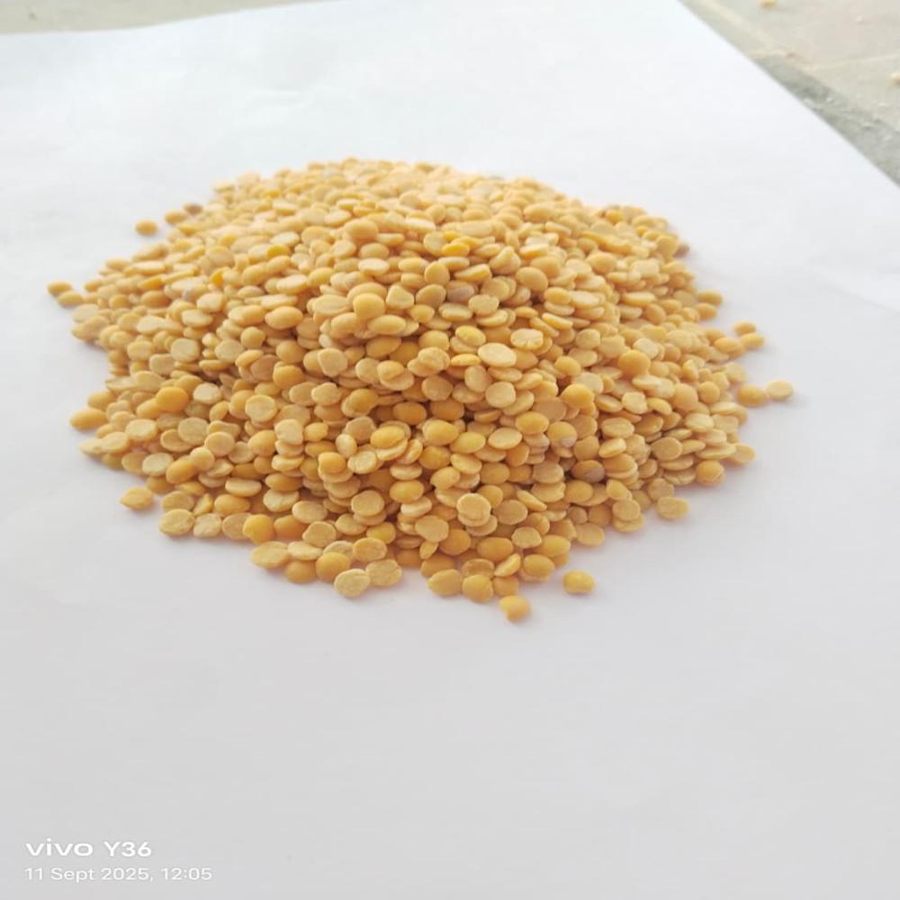 Organic Tuar Dal - Color: Yellow