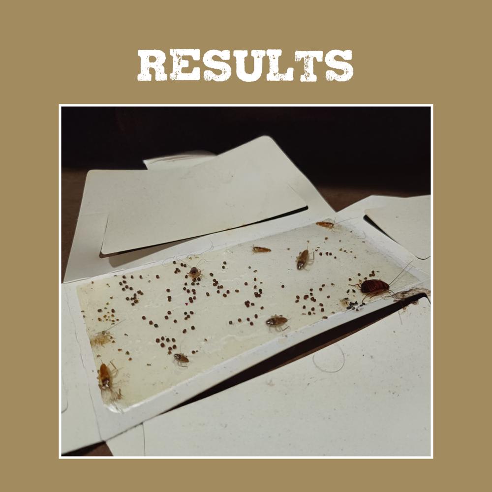 NC008 Cockroaches House