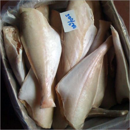 स्क्विड