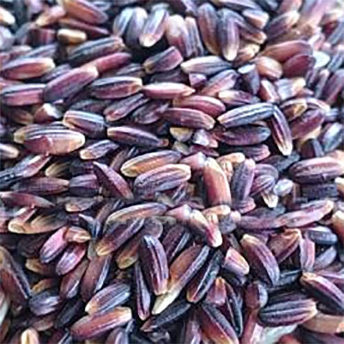 Karuppu Kavuni Rice - Cultivation Type: Organic