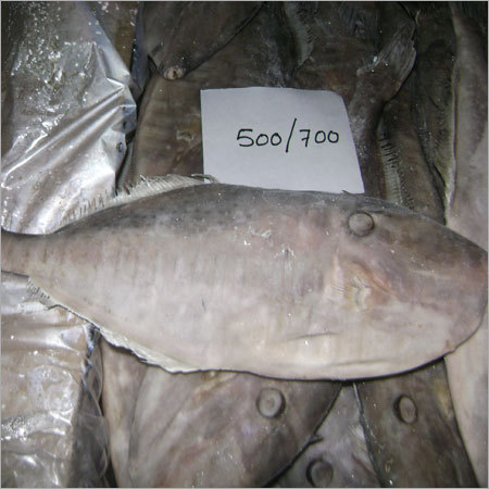 पूरी गोल आकार की चमड़े की जैकेट मछली