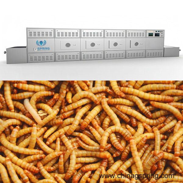 Continuous Belt Type Mealworm Drying Equipment - Dimension (L*w*h): 12000*1300*2000mm Millimeter (Mm)