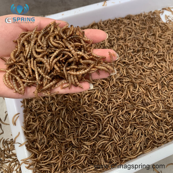 Continuous Belt Type Mealworm Drying Equipment
