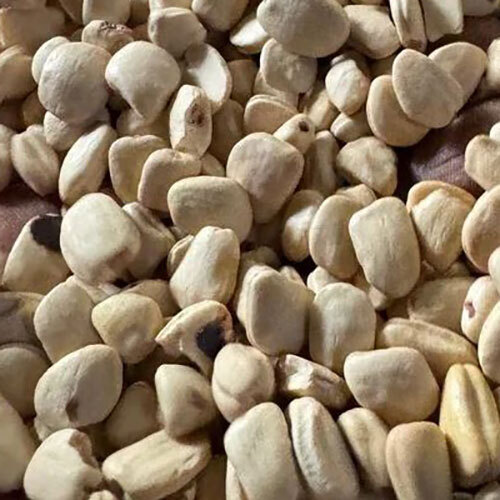 White Tamarind Seed - Pack Size: Various / Loose