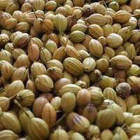 Organic Coriander Seeds