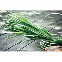 Vetiver Root Oil - Age Group: Adults