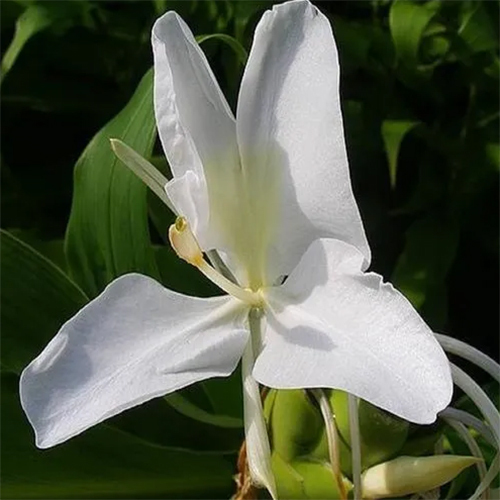 Ginger Lily Oil - Age Group: Adults