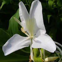 Ginger Lily Oil - Age Group: Adults
