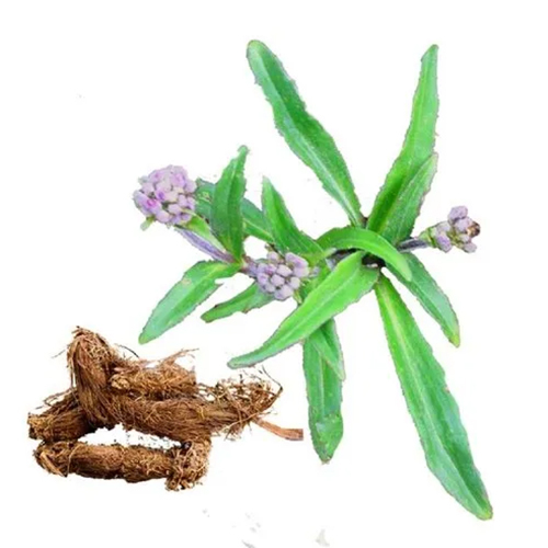 Jatamansi (Spikenard) Oil - Age Group: Adults