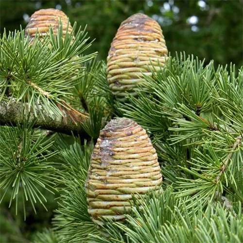 Cedarwood Himalayan Oil