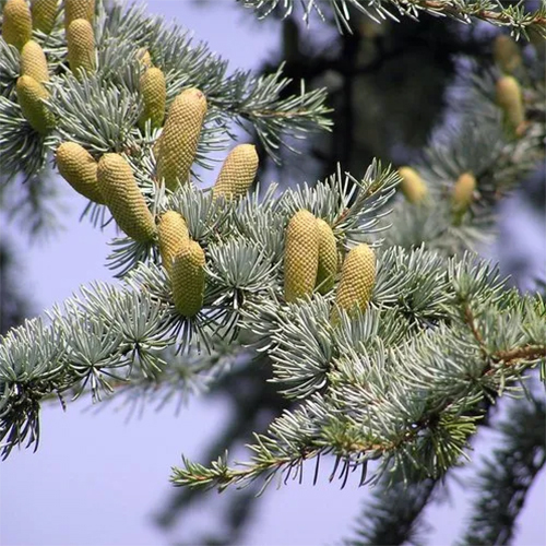 Atlas Cedar - Age Group: Adults