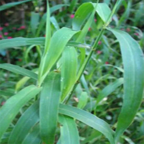 Jamarosa Root Oil - Age Group: Adults