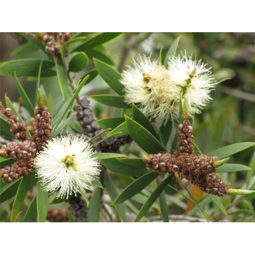 Niaouli Essential Oil