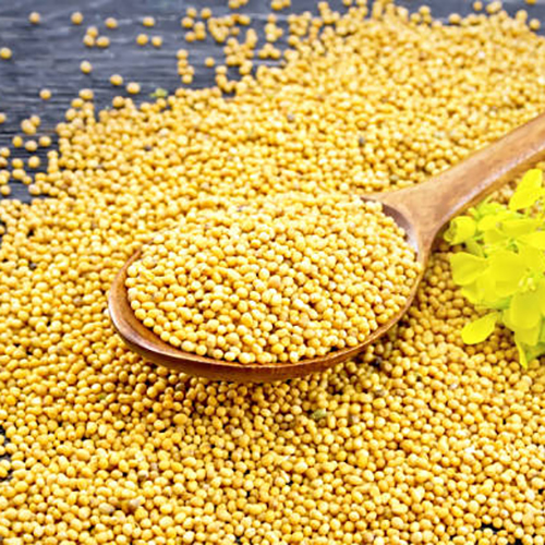 Yellow Mustard Seed