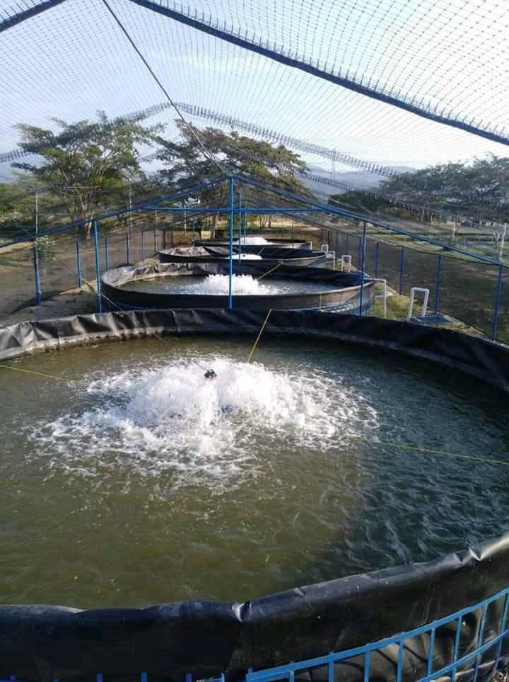 Biofloc Fish Farming Tank