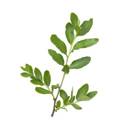 Alfalfa Leaf - Age Group: Suitable For All