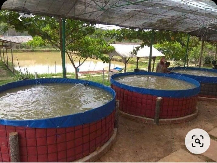 Biofloc Fish Farming Tank 3 Diameter 1050 Gsm ( 5625 Liter ) - Color: Blue