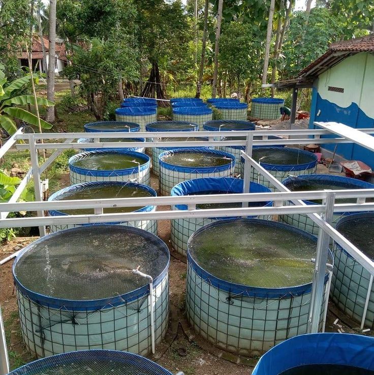 Biofloc Fish Farming Tank 3 Diameter 1150 Gsm ( 5625 Liter) - Color: Blue