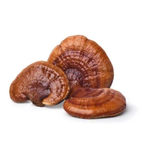 Ganoderma Extract 10%