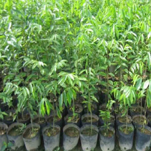 Agarwood Plants - Breed: Hybrid / Natural Seedling