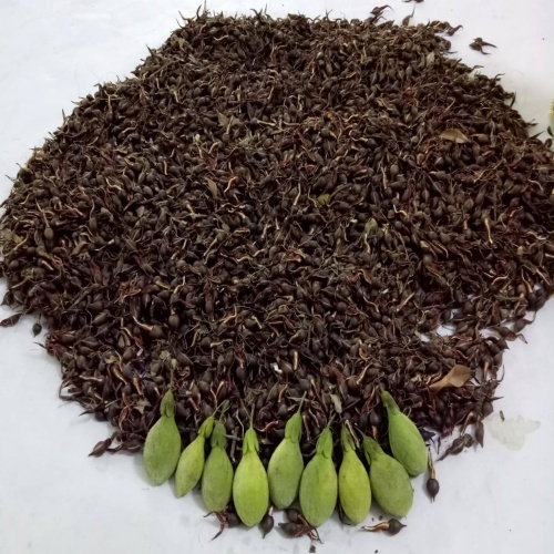 Agarwood Seeds - Color: Brown