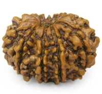 11 Mukhi Rudraksha Beads - Color: Multiple