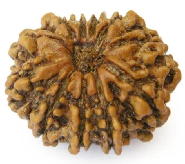 11 Mukhi Rudraksha Beads