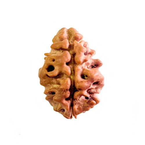 2 Mukhi Natural Rudraksha - Color: Brown