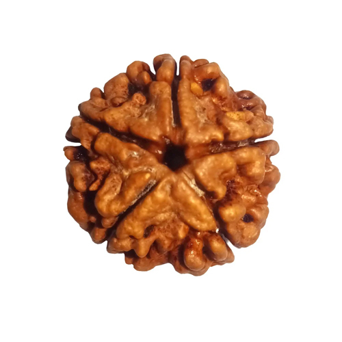 5 Mukhi Rudraksha