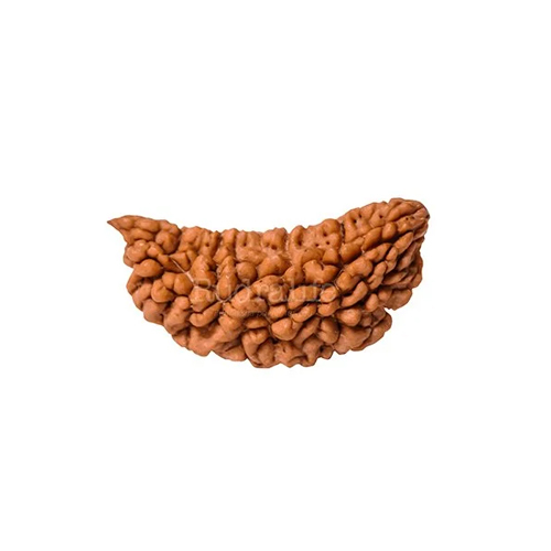 1 Mukhi Rudraksha - Color: Brown