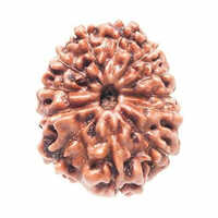 12 Mukhi Rudraksha Beads - Color: Multiple