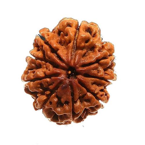 9 Mukhi Rudraksha Beads - Color: Multiple