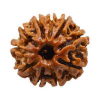 10 Mukhi Rudraksha Bead - Color: Brown