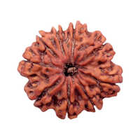 Natural 8 Mukhi Rudraksha - Color: Brown