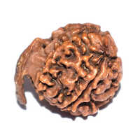 Natural Ganesh Rudraksha - Color: Brown