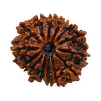 14 Mukhi Rudraksha - Color: Multiple
