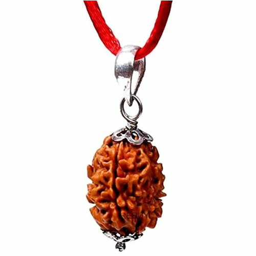 3 Mukhi Rudraksha - Color: Multiple