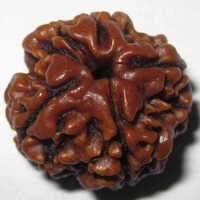 4 Mukhi Rudraksha - Color: Brown