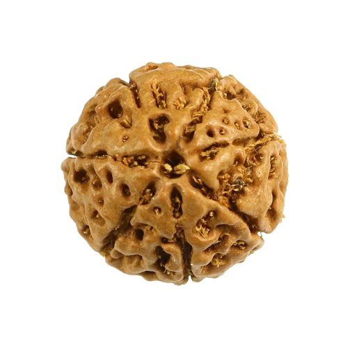 7 मुखी रुद्राक्ष
