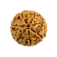 7 Mukhi Rudraksha - Color: Multiple