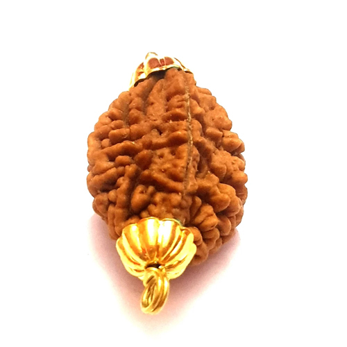 2 Mukhi Natural Rudraksha