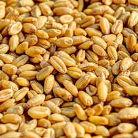 Wheat Seed