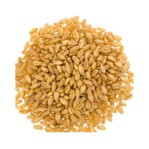 Wheat Seed