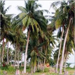 ताज़ी युवा हरी नारियल