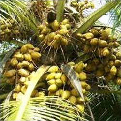 ताजा हरा नारियल